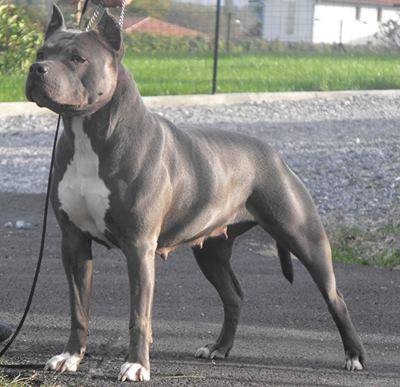 Accueil Elevage Des Dieux De L Arene Eleveur De Chiens American Staffordshire Terrier