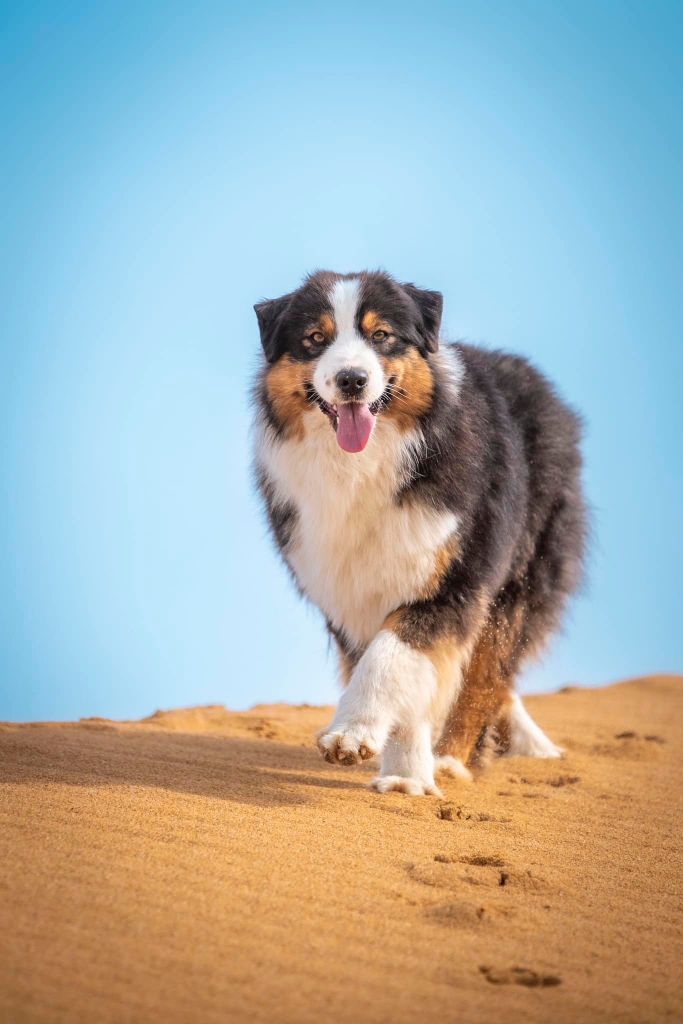 Ultimate avengers blackwidow of go Fast Storm