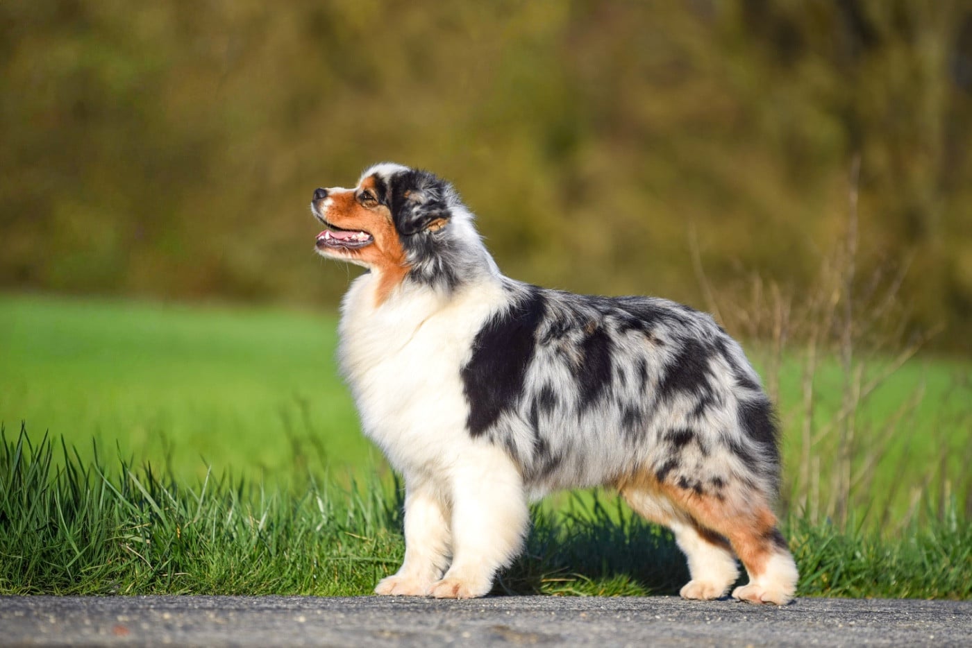 Viking legends freya of go Fast Storm