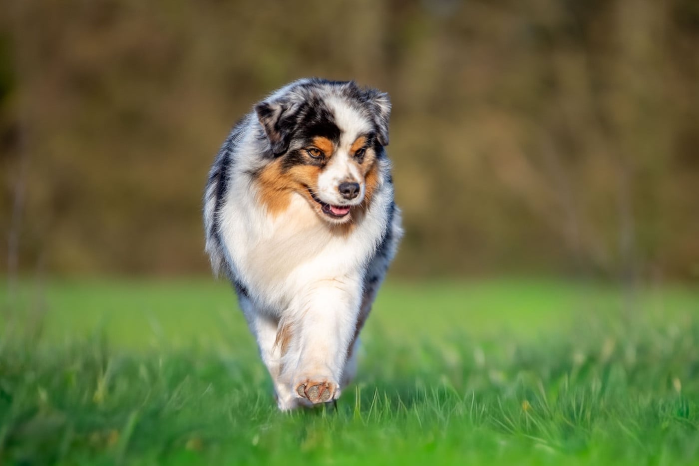 Viking legends freya of go Fast Storm