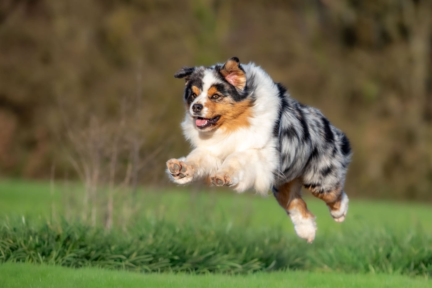 Viking legends freya of go Fast Storm