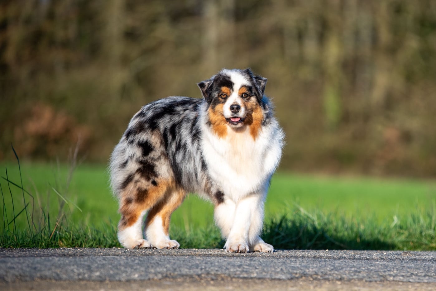 Viking legends freya of go Fast Storm