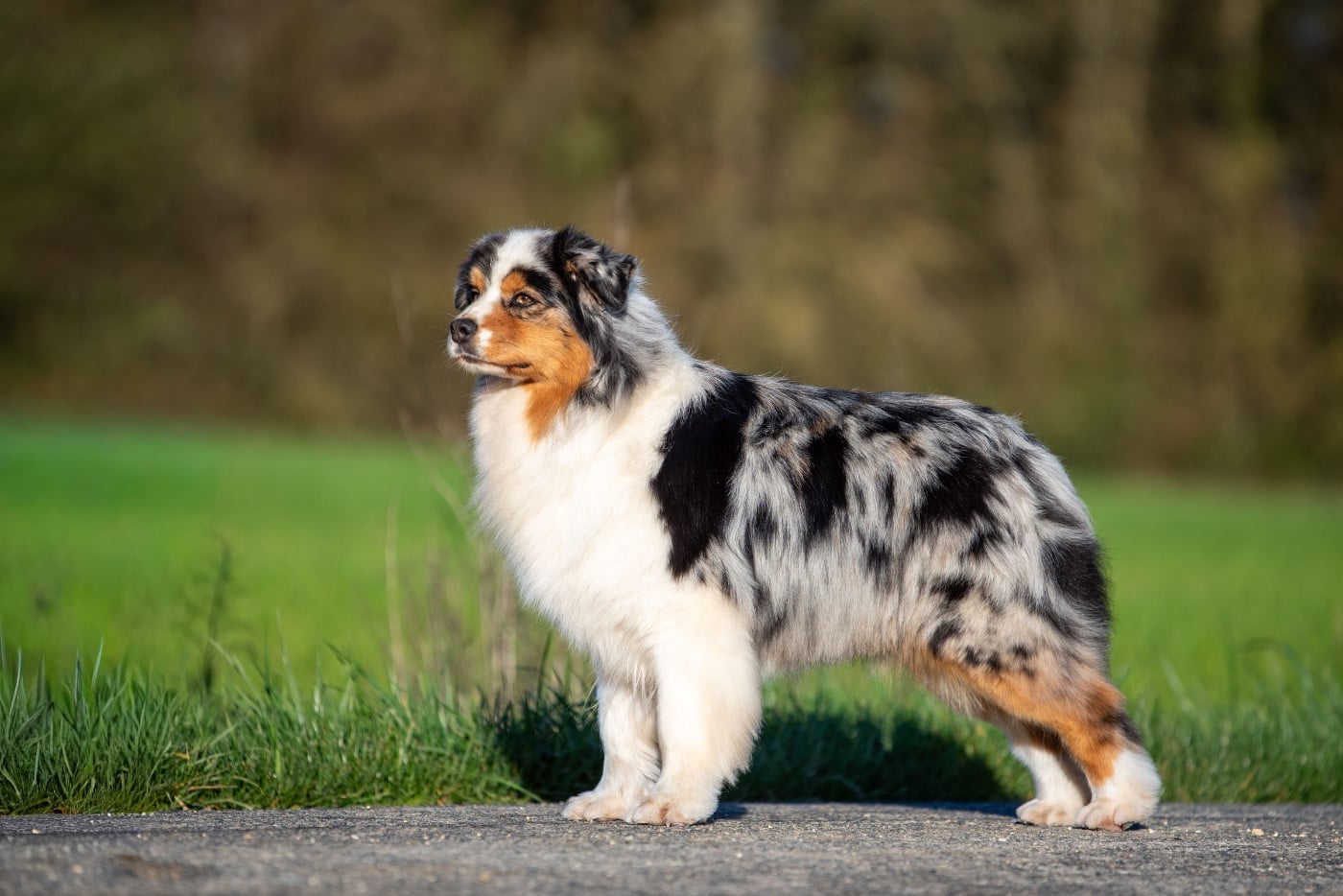 Viking legends freya of go Fast Storm