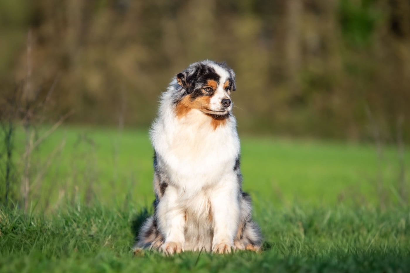 Viking legends freya of go Fast Storm