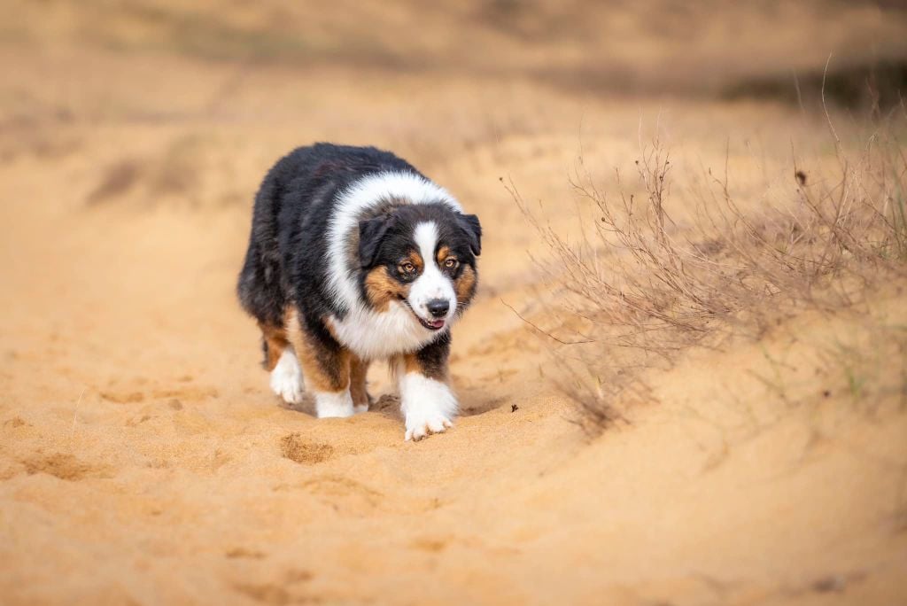 Ultimate avengers blackwidow of go Fast Storm