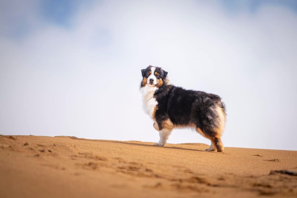 Ultimate avengers blackwidow of go Fast Storm