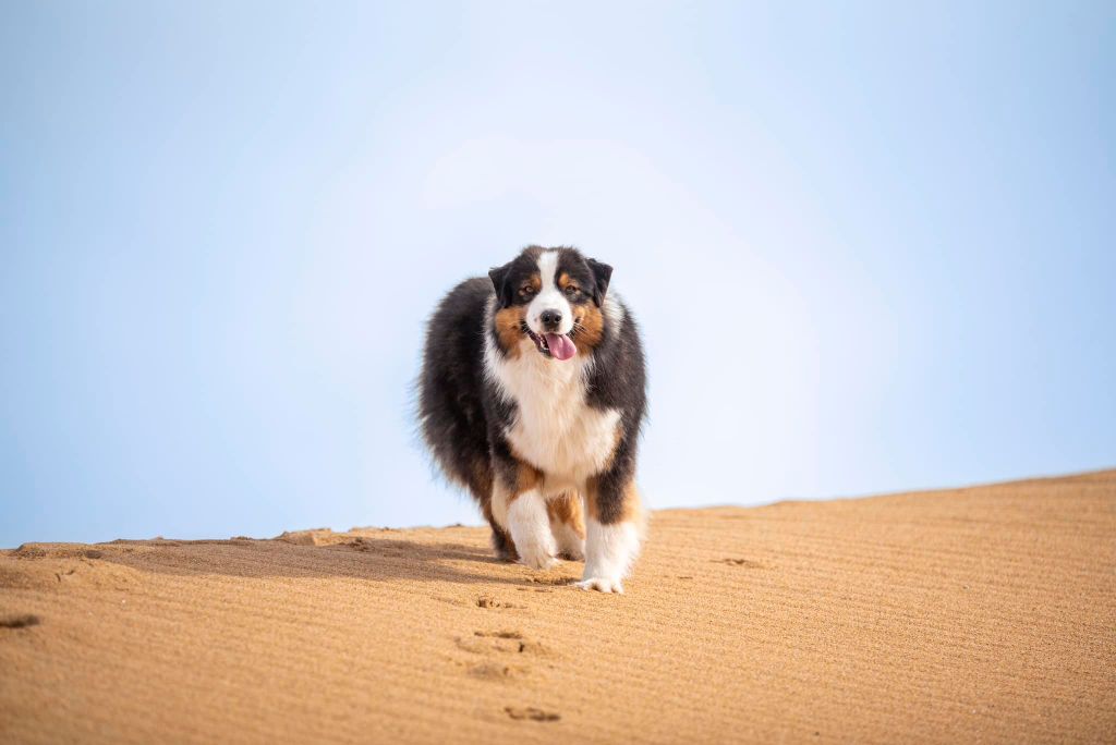 Ultimate avengers blackwidow of go Fast Storm