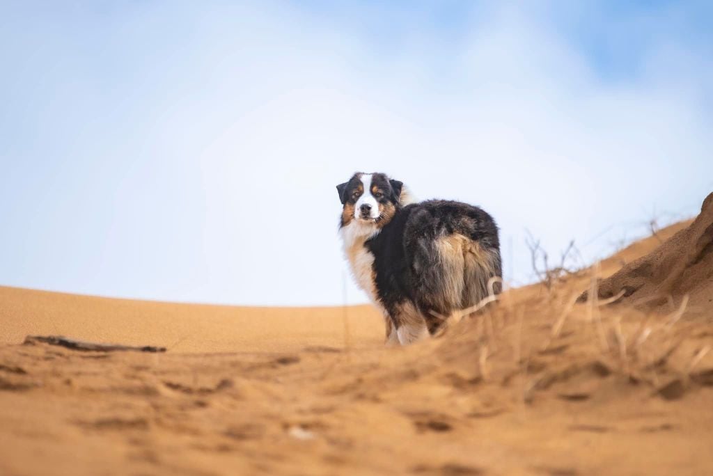 Ultimate avengers blackwidow of go Fast Storm