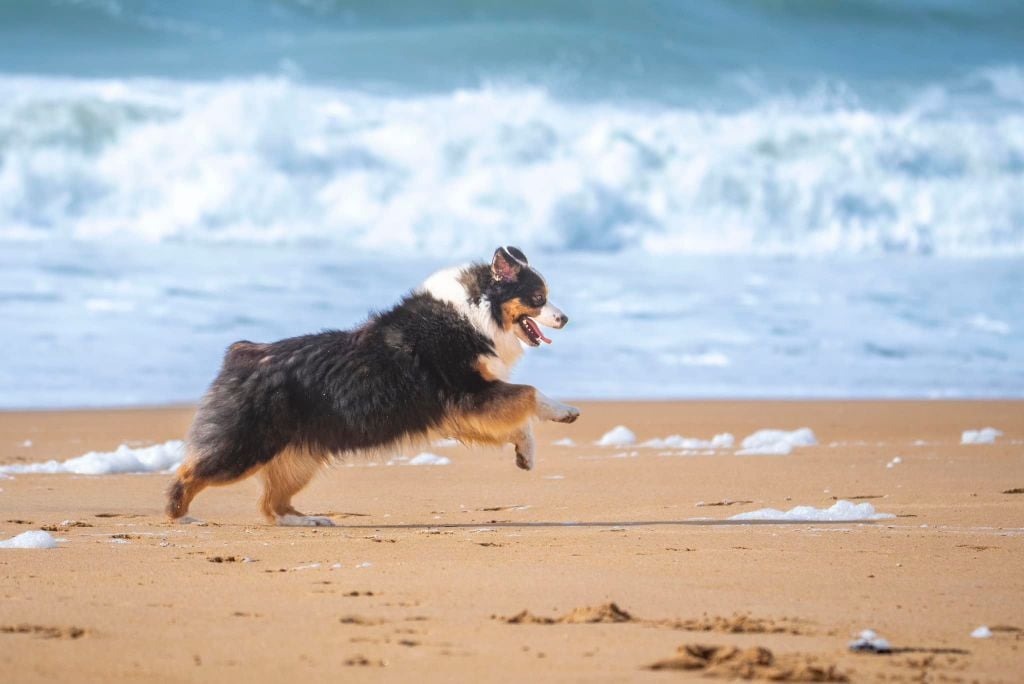 Ultimate avengers blackwidow of go Fast Storm