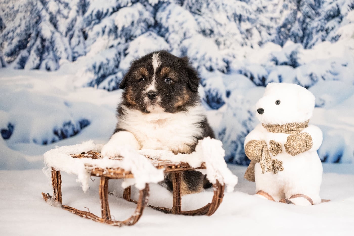 Berger Australien - of go Fast Storm