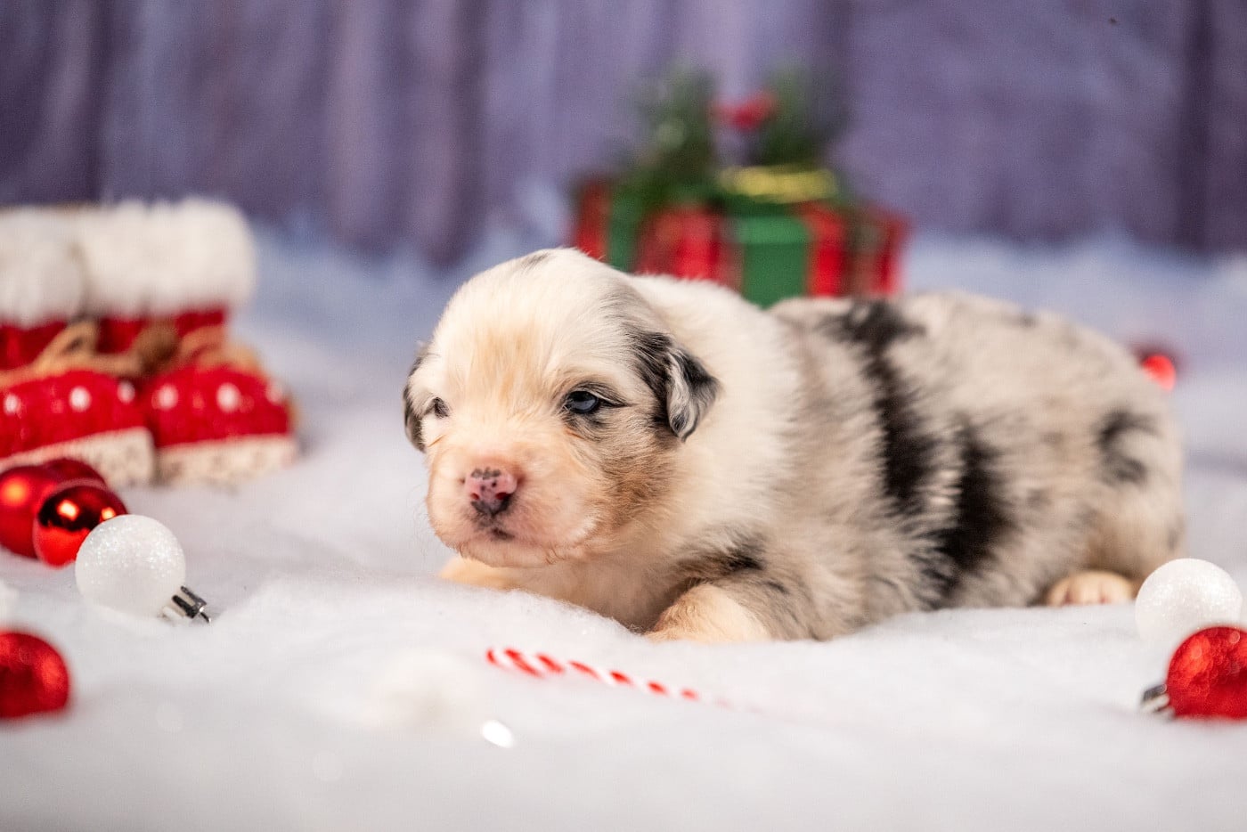 Ancient Egypt Khéops