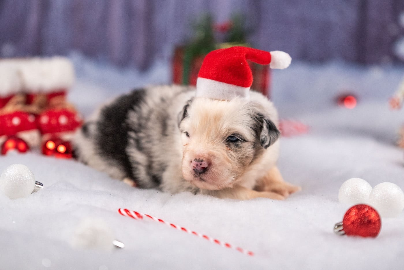 Ancient Egypt Khéops