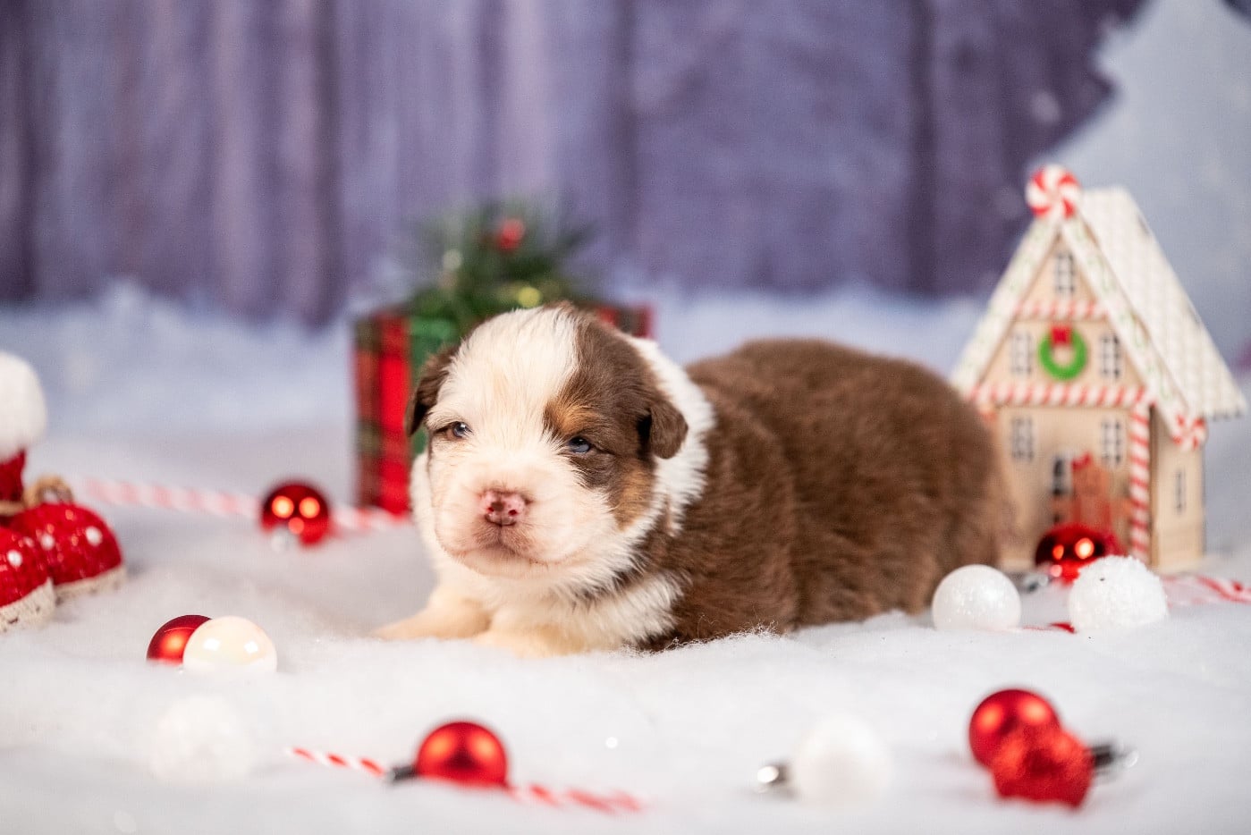 Ancient Egypt Ramesses