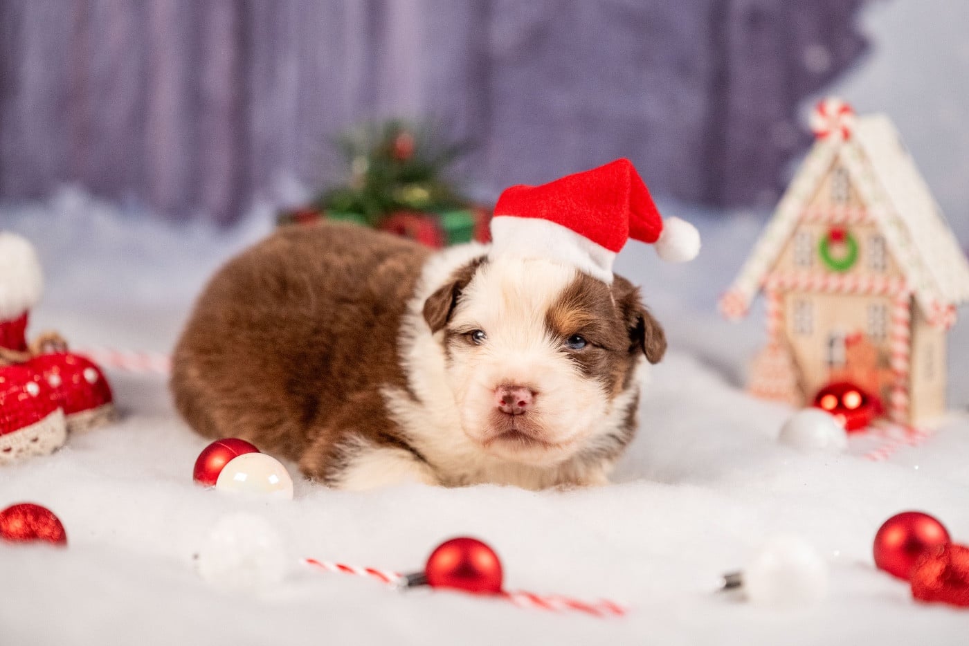 Ancient Egypt Ramesses