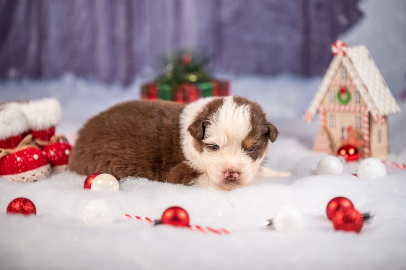 Ancient Egypt Ramesses