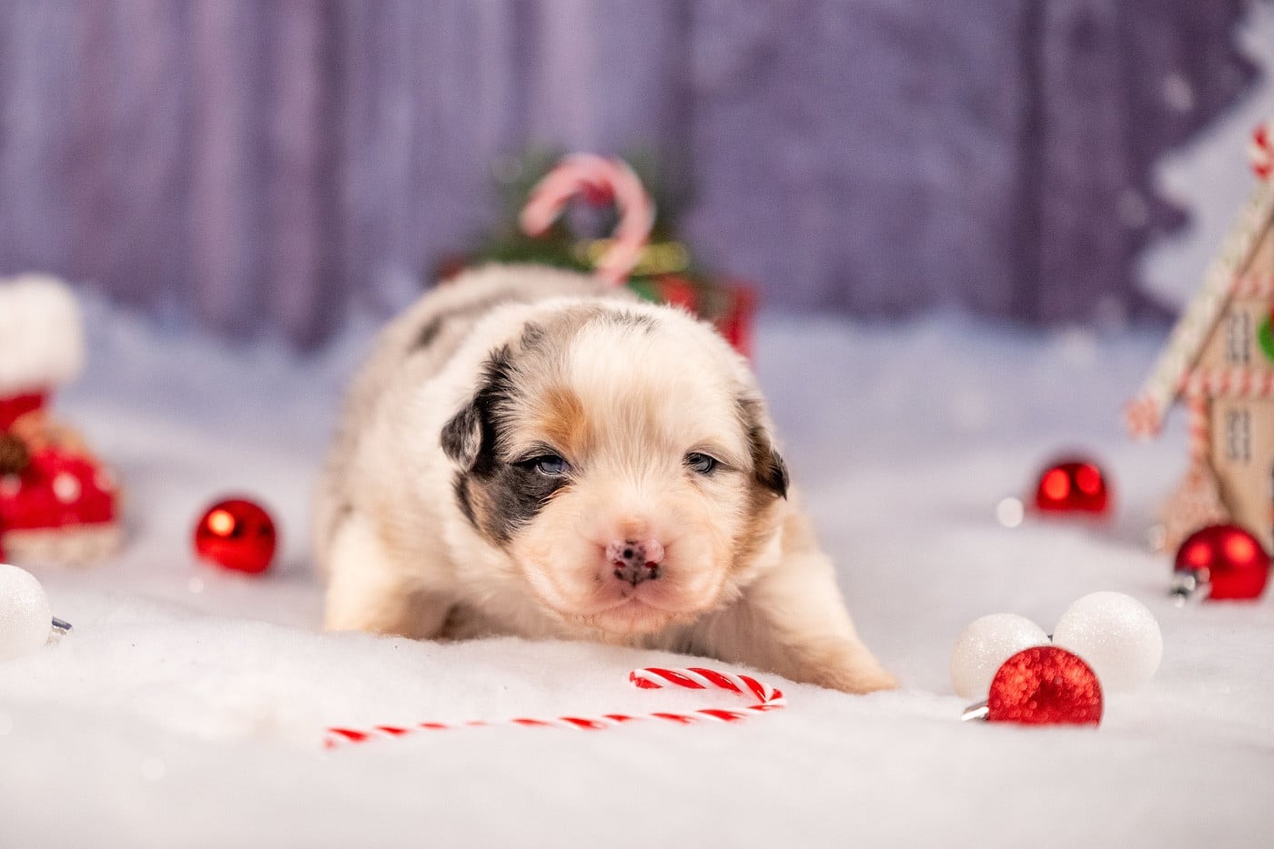 Ancient Egypt Cleopatra