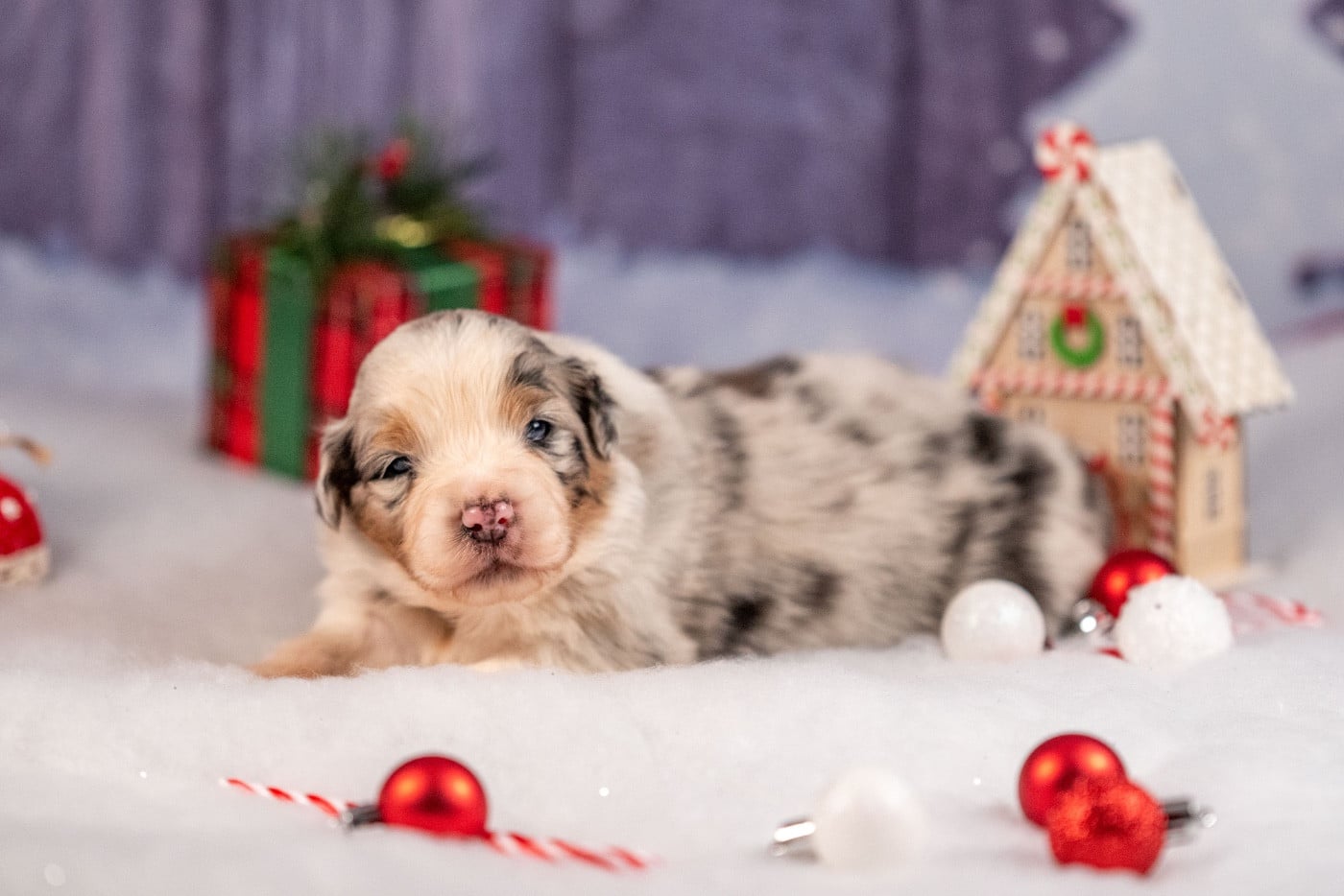 Ancient Egypt Nefertiti