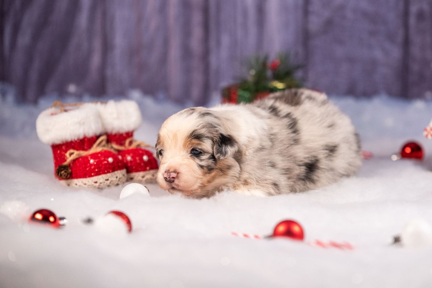 Ancient Egypt Nefertiti