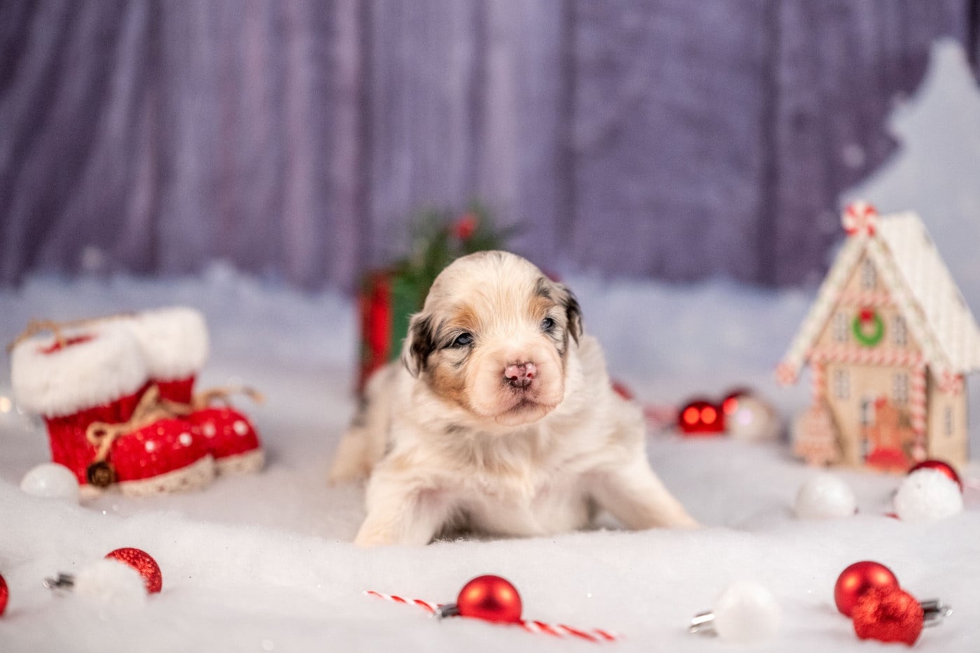 Ancient Egypt Nefertiti