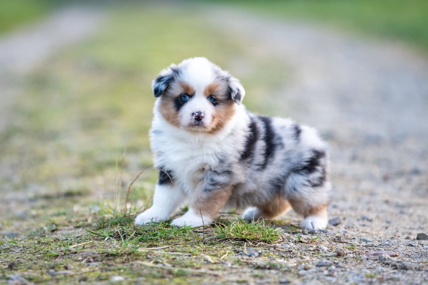 Berger Australien - of go Fast Storm