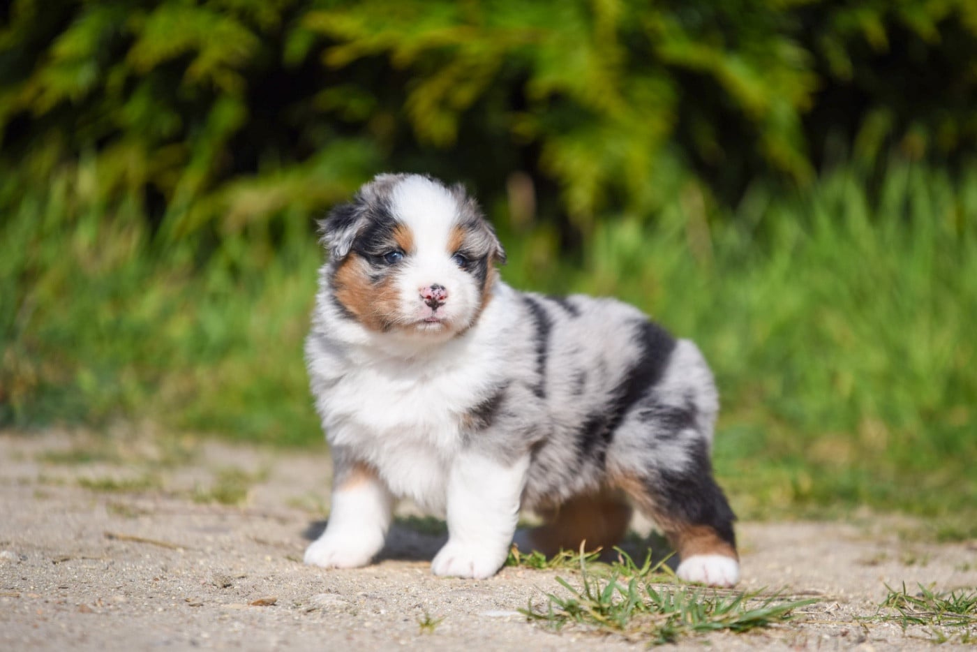 Berger Australien - of go Fast Storm