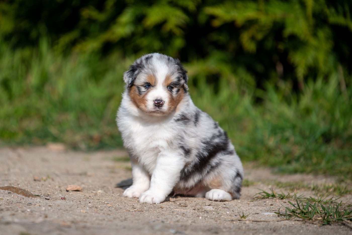 Berger Australien - of go Fast Storm