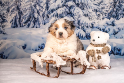 Les chiots de Berger Australien