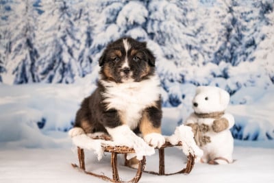 Les chiots de Berger Australien