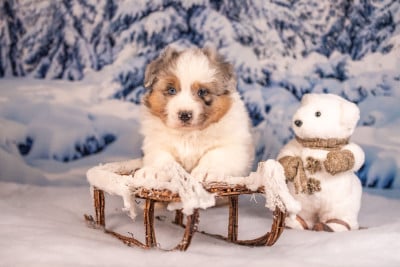 Les chiots de Berger Australien