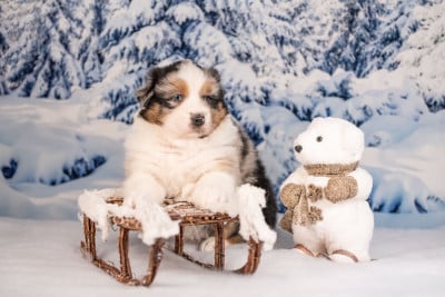 Les chiots de Berger Australien