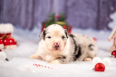 Les chiots de Berger Australien
