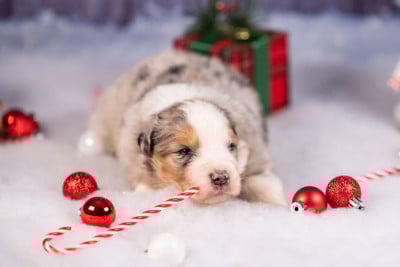 Les chiots de Berger Australien