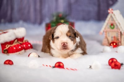 Les chiots de Berger Australien