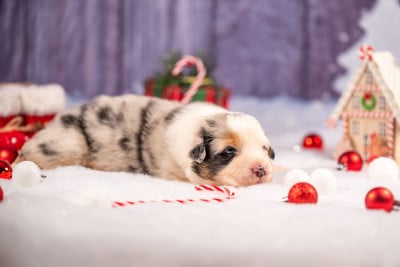 Les chiots de Berger Australien
