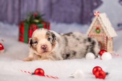 Les chiots de Berger Australien