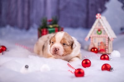 Les chiots de Berger Australien