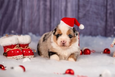 Les chiots de Berger Australien