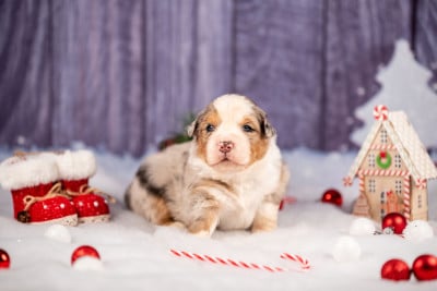 Les chiots de Berger Australien