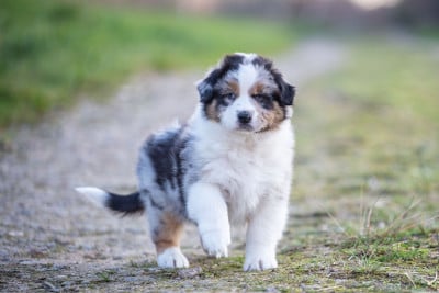 Les chiots de Berger Australien