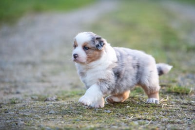 Les chiots de Berger Australien