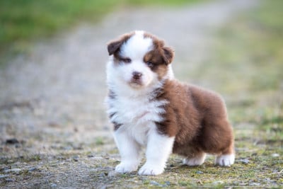 Les chiots de Berger Australien