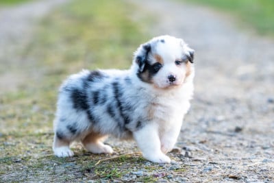 Les chiots de Berger Australien