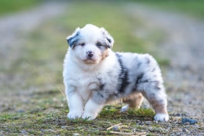 Les chiots de Berger Australien