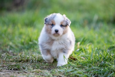 Les chiots de Berger Australien