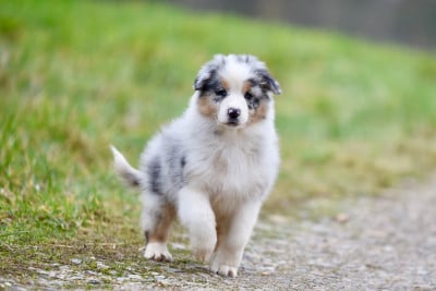 Les chiots de Berger Australien