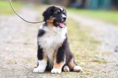 Les chiots de Berger Australien