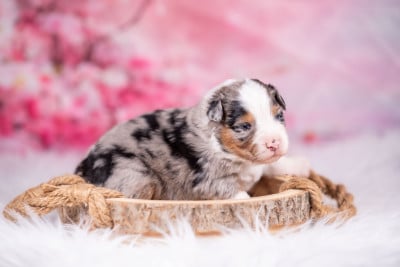 Les chiots de Berger Australien