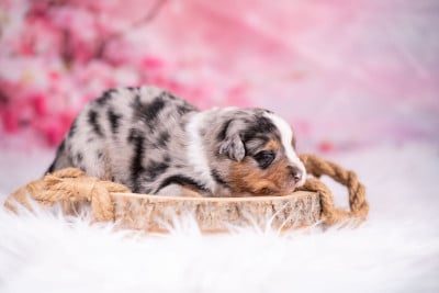 Les chiots de Berger Australien