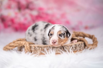 Les chiots de Berger Australien