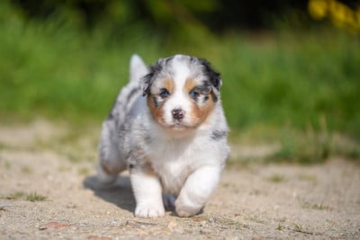 Les chiots de Berger Australien